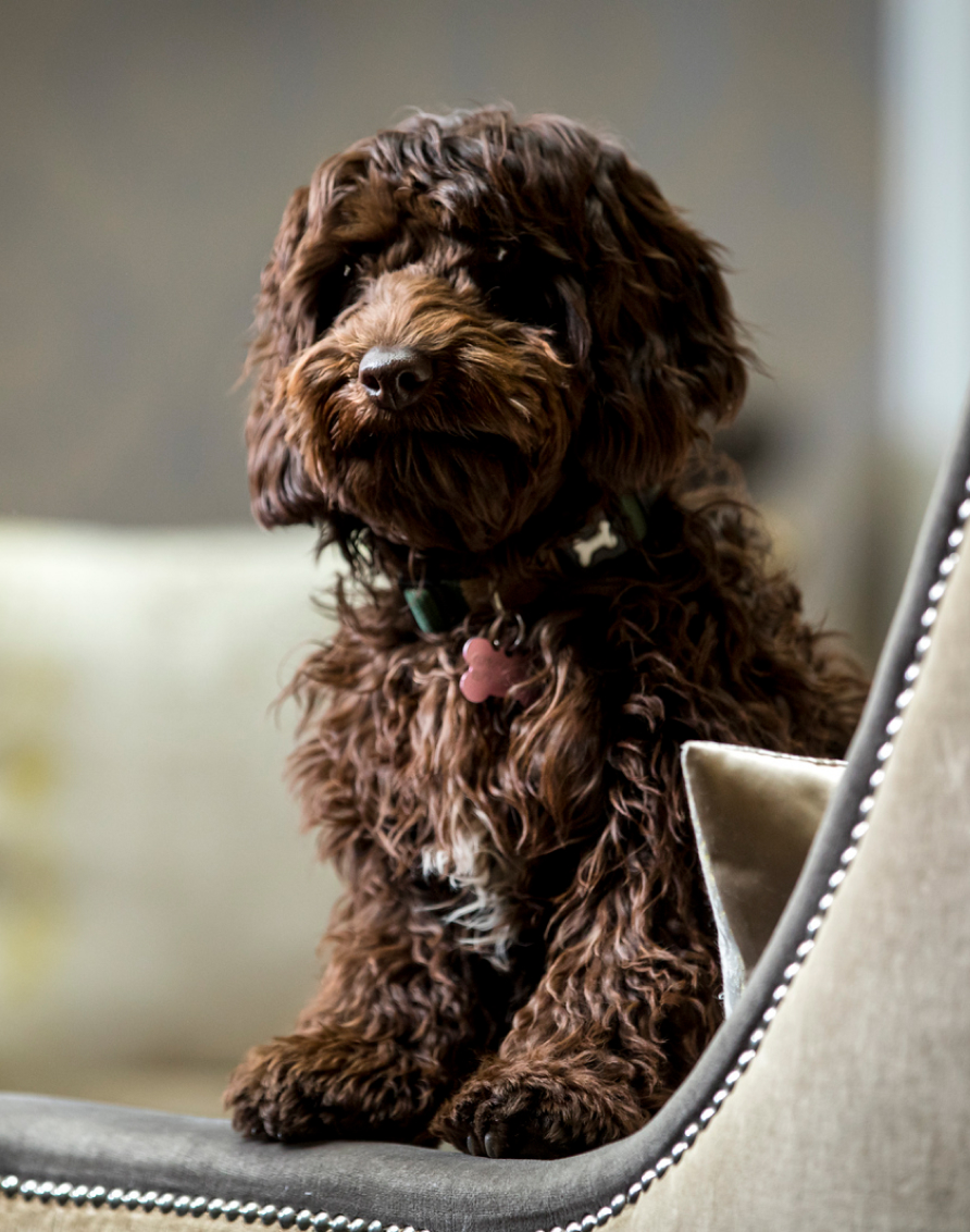 Crosssell Desktop Primary CTA Dog